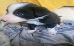 Border Collie dogs for sale: Border Collie Pups Merle, Tri-colour & Blk/wht - Image 6