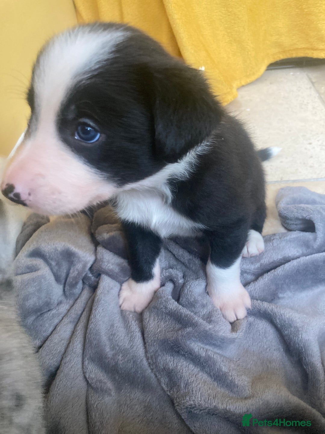 Border Collie dogs for sale: Border Collie Pups Merle, Tri-colour & Blk/wht - Image 6
