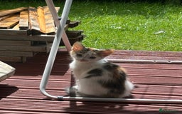 Mixed Breed cats for sale: Adorable little kitten ready to be collected - Image 7
