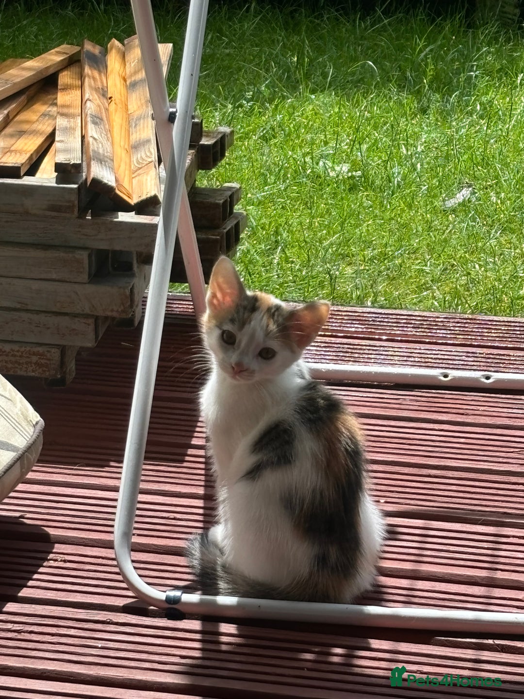 Mixed Breed cats for sale: Adorable little kitten ready to be collected - Image 7