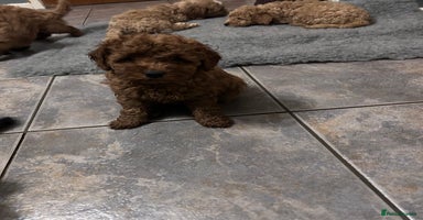 Cockapoo dogs cockapoo puppies only 4 left ready in 3 days  - Advert 8