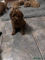 Cockapoo dogs cockapoo puppies only 4 left ready in 3 days - Advert 7