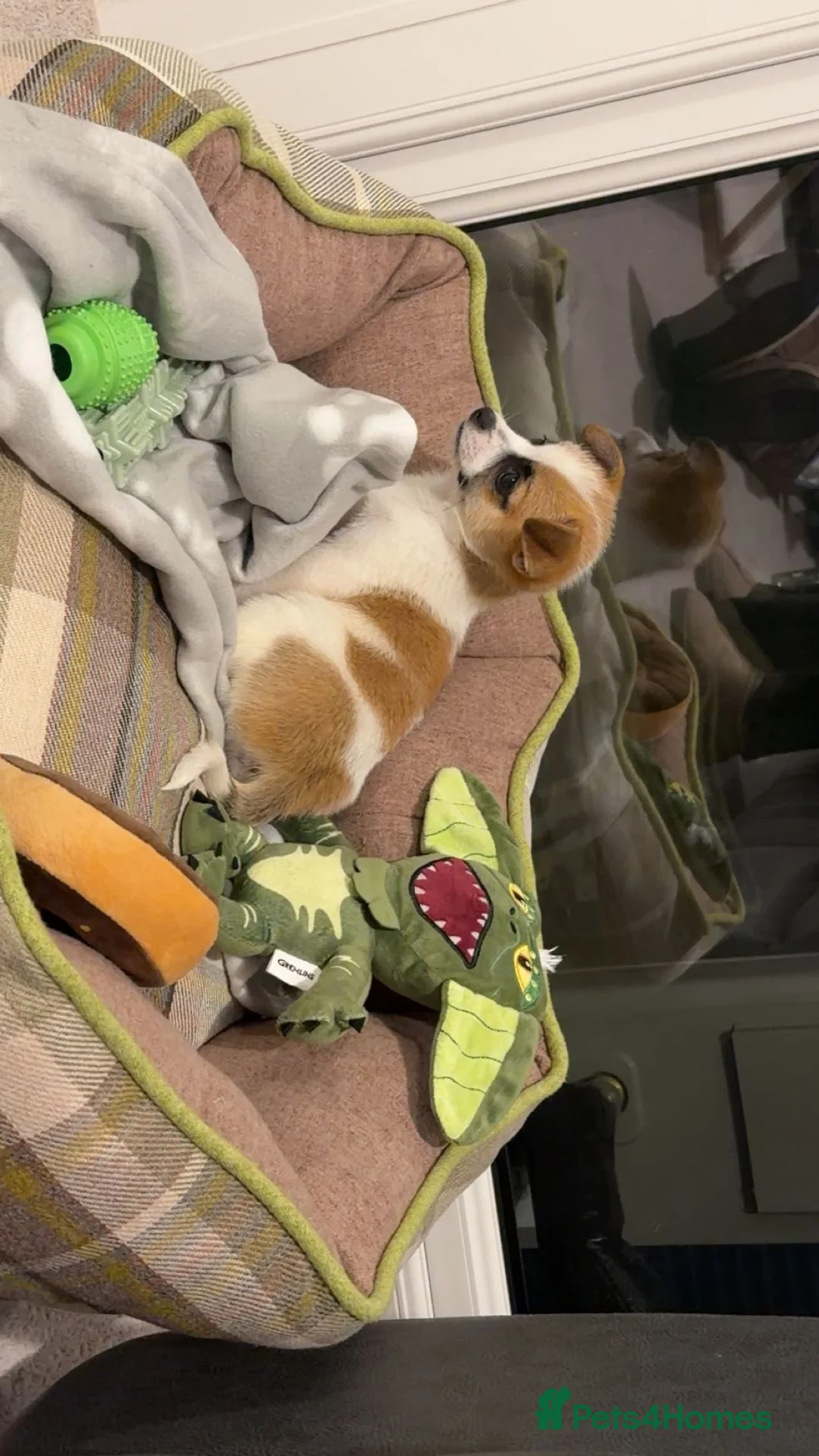 Mixed Breed dogs for sale: Jack Russel mixed Pomeranian   - Advert 2