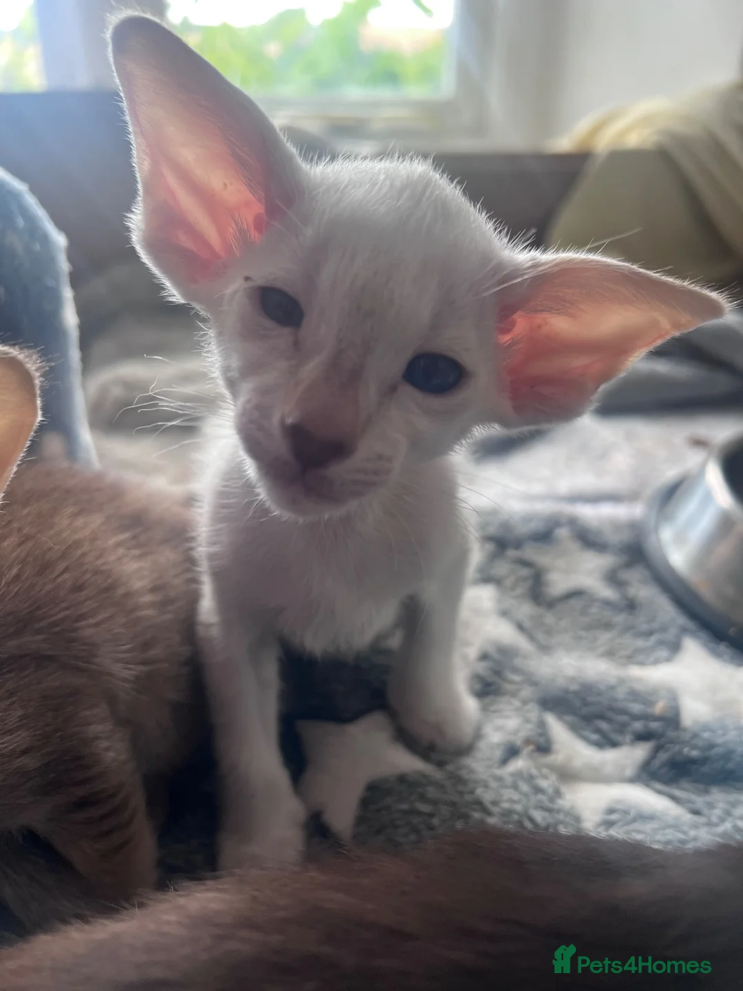 Siamese cats for sale: Siamese kittens - Advert 7