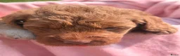 Australian Labradoodle dogs for sale: Australian Labradoodles  - Advert 4