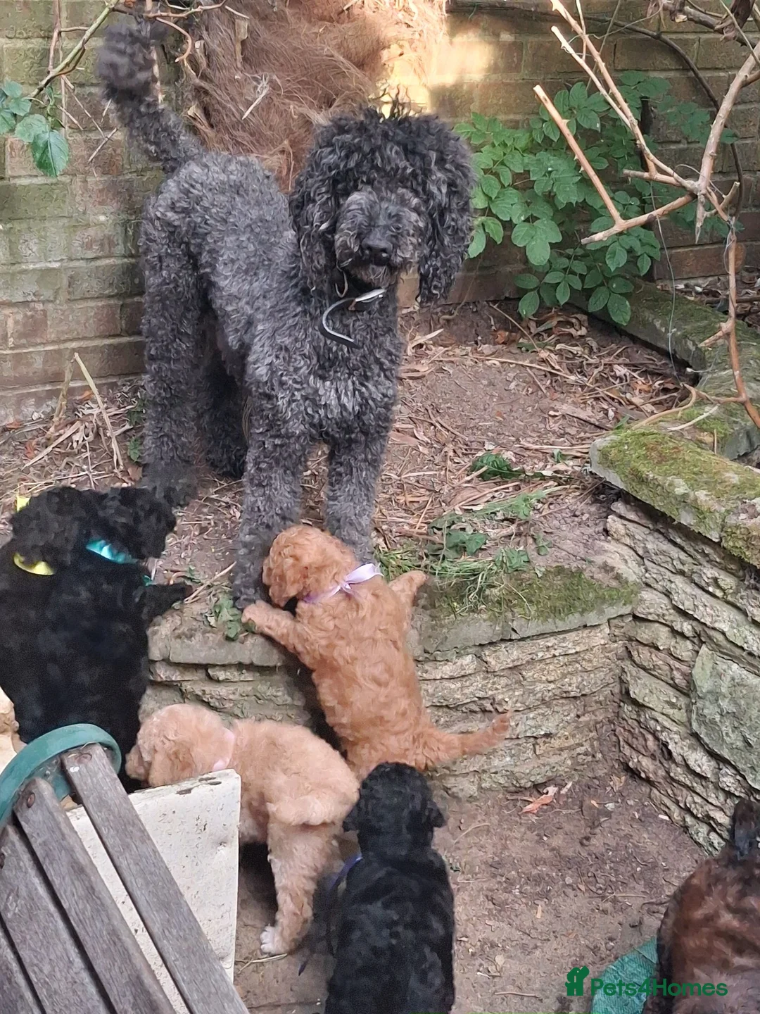 Standard Poodle dogs for sale: Six Standard Poodle Pups, KC Reg Champion Pedigree - Advert 16