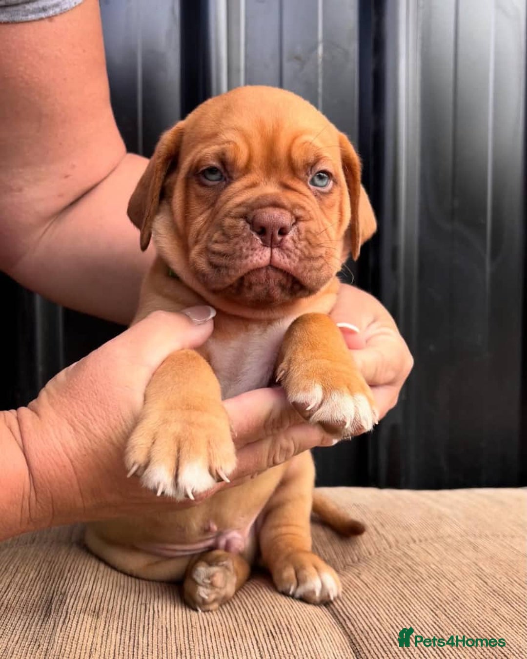 Dogue De Bordeaux dogs for sale: Majestic Dogue de Bordeaux Puppies for Rehom🐾👑 - Advert 15