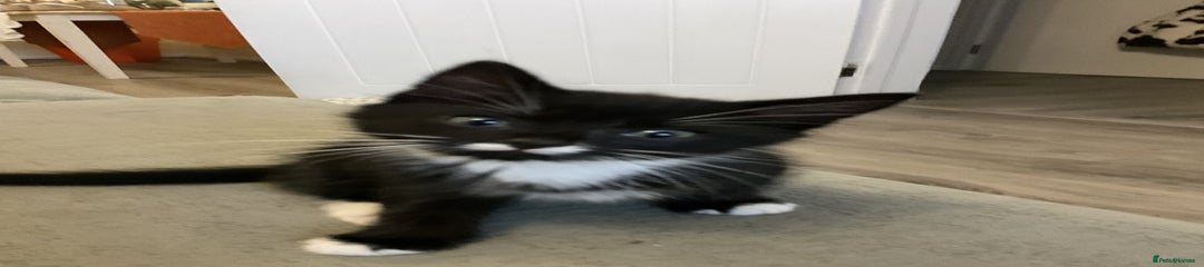 “Tuxedo”