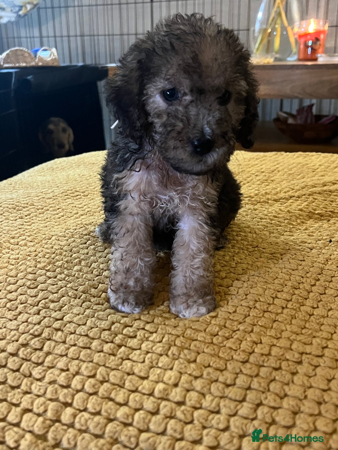 Cockapoo dogs for sale: Cockapoo puppies  - Image 26