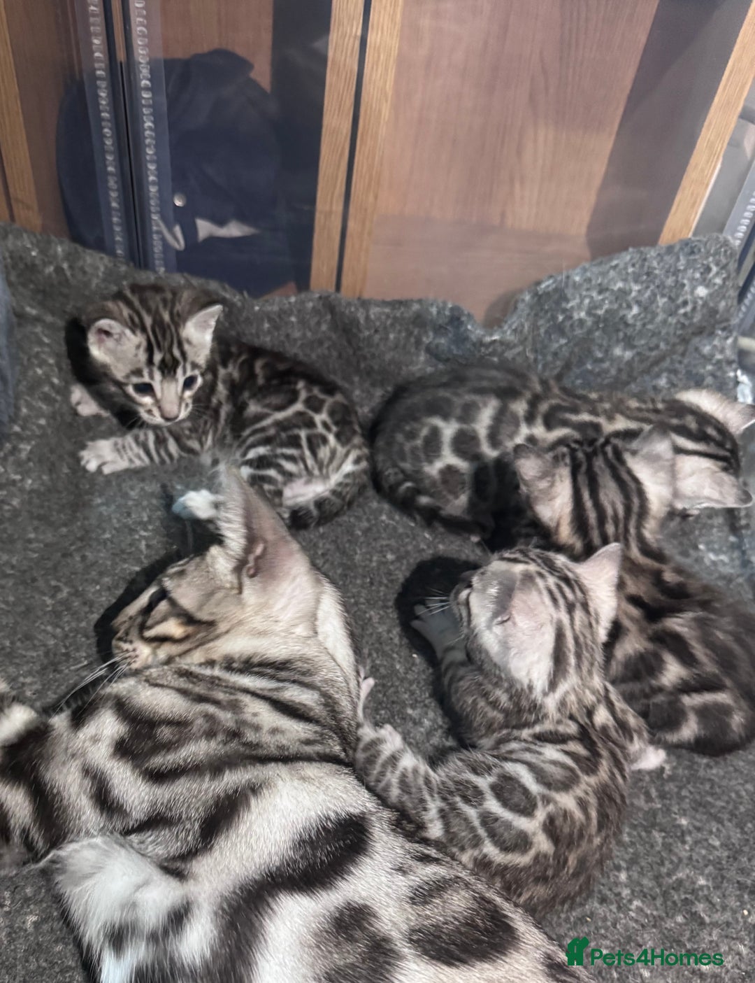 Bengal cats for sale: Ready mid March. Stunning TICA-registered Bengals  - Advert 15