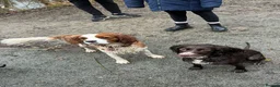 Cockalier dogs for sale: Working Spaniel x Cavalier King Charles Spaniel - Advert 5