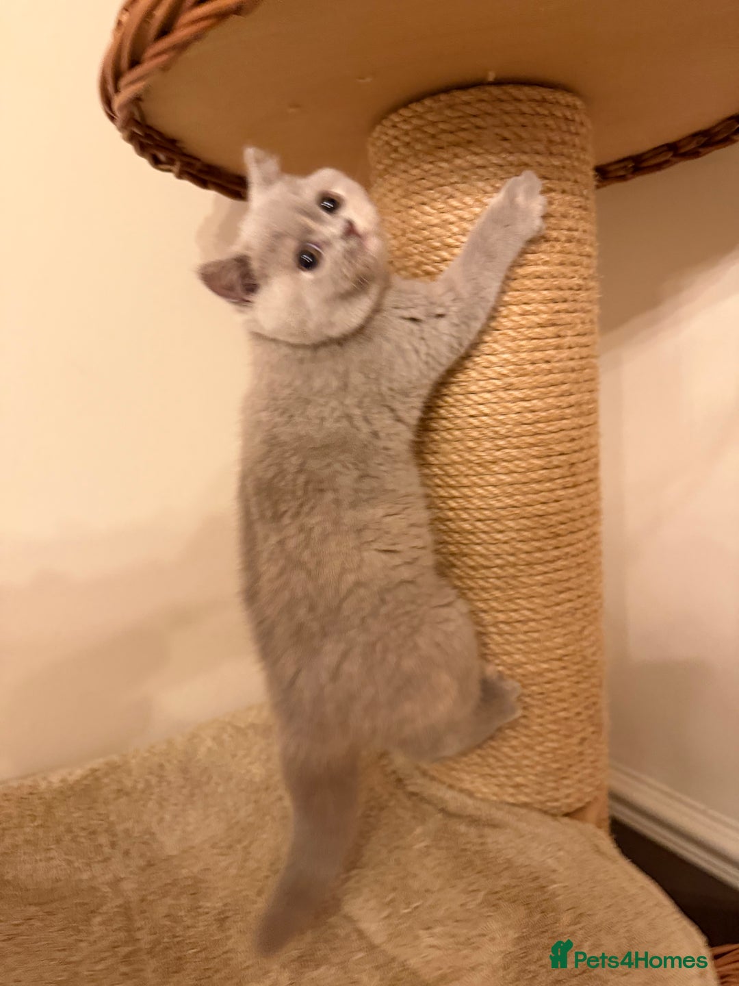 British Shorthair cats for sale: Lilac Tortie British Shorthair Female - Advert 12