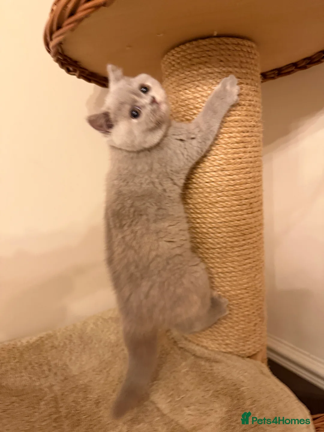 British Shorthair cats for sale: Lilac Tortie British Shorthair Female - Advert 12