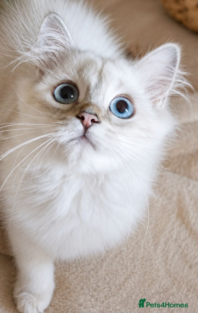British Shorthair cats 💖READY TO GO!💖GOLDEN &SILVER POINT BSH KITTENS💖 - Advert 1