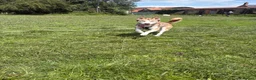 Siberian Husky dogs for sale: Luna! Blue eyed Siberian Husky.  - Advert 4