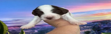 🎀🐾 Meet Emma — Our Precious Little Baby 🐾🎀