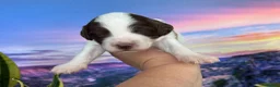 Sproodle dogs for sale: ✨RARE TRICOLOUR TUXEDO MERLE SPROODLES🐾❤️✨ TESTED - Advert 33
