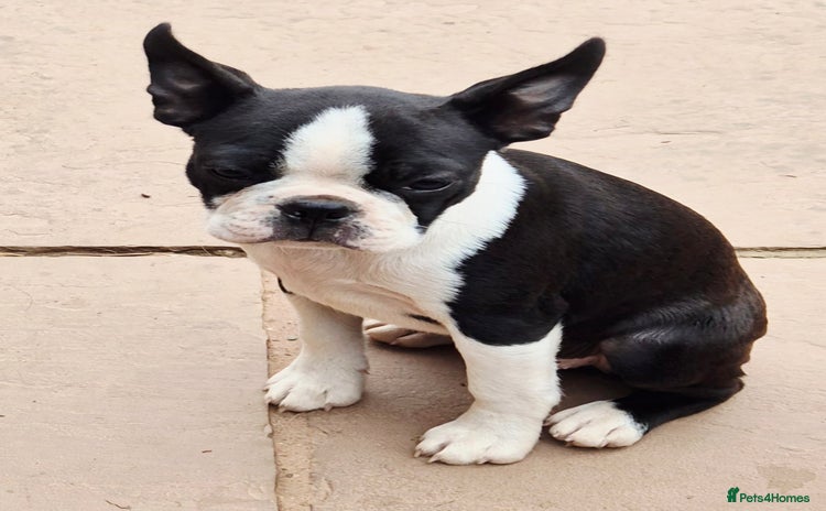 Boston Terrier dogs - Advert 1