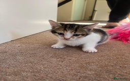 Mixed Breed cats for sale: 3 gorgeous kittens looking for forever home. - Image 3