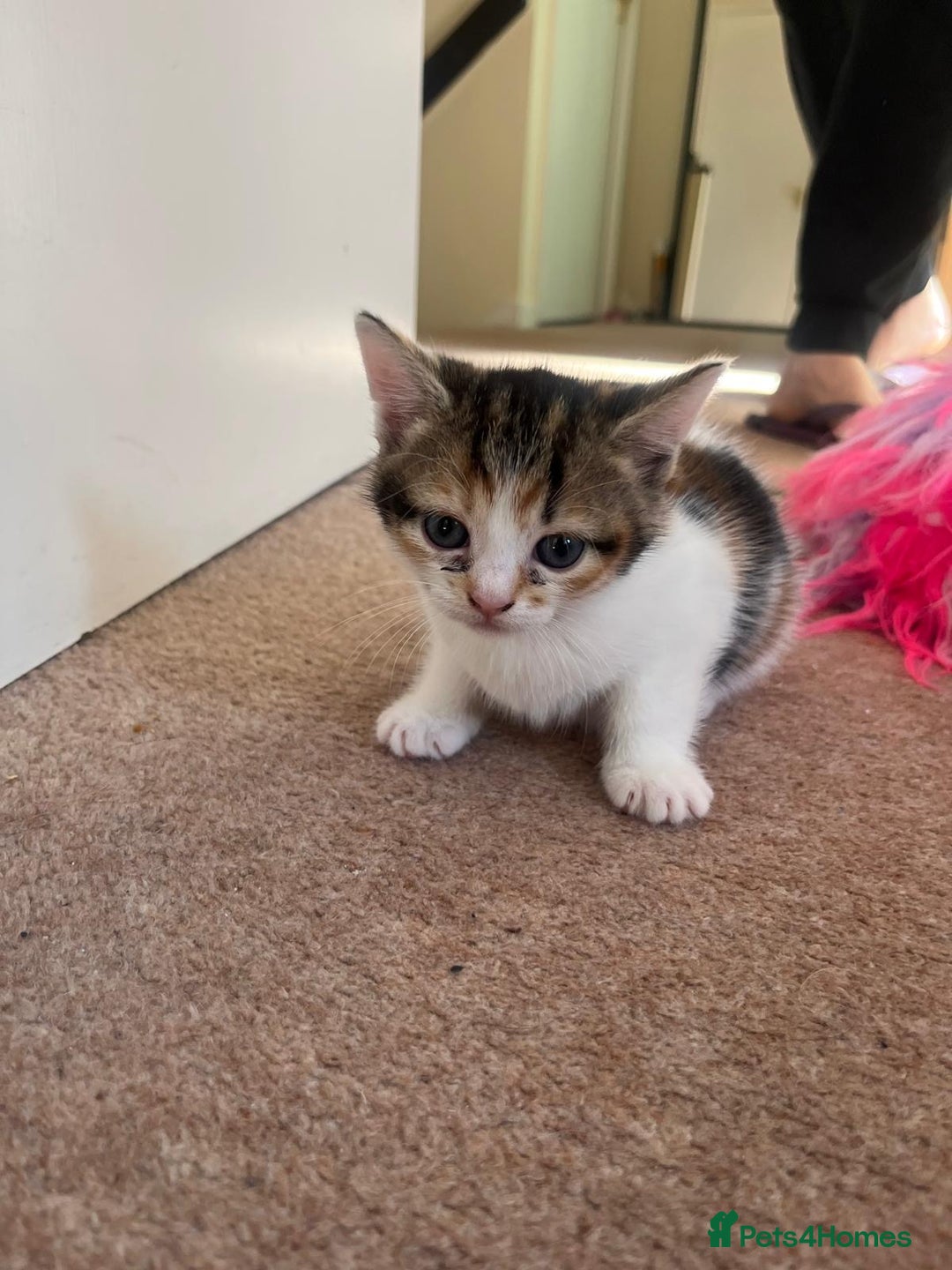 Mixed Breed cats for sale: 3 gorgeous kittens looking for forever home. - Image 3