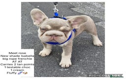 French Bulldog dogs for sale: ** frenchies  - Image 1