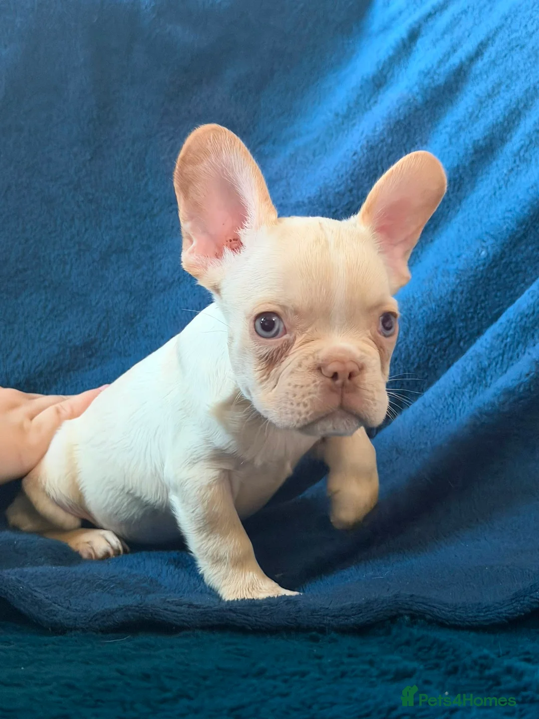 French Bulldog dogs for sale: Gorgeous French Bulldog Puppies♡ - Advert 1