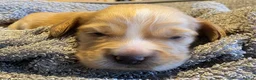 Cocker Spaniel dogs for sale: Cocker spaniel puppies  - Advert 9