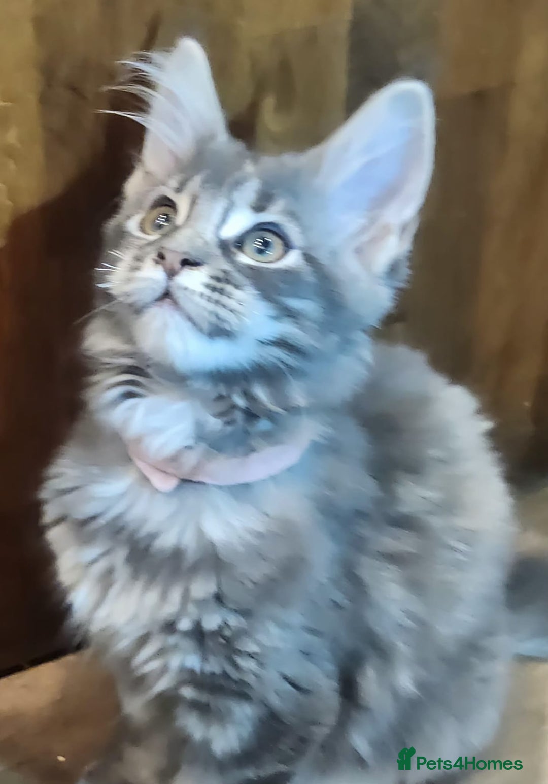 Maine Coon cats for sale: Maine coon purebred pedigre xl in Barnsley - Image 18