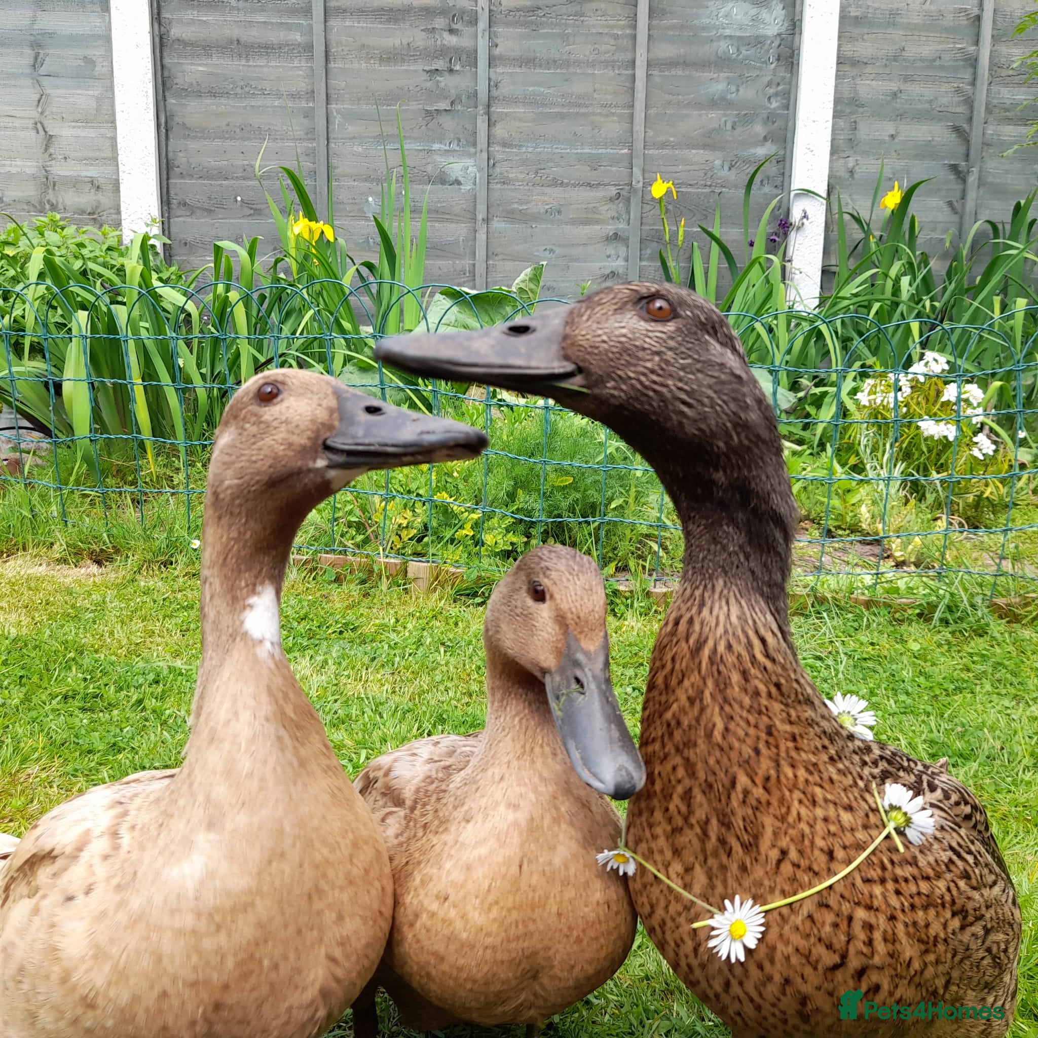 Ducks poultry 3 Khaki Campbell Ducks (2-4yrs) - Advert 4