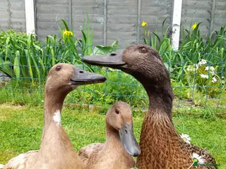 Ducks poultry 3 Khaki Campbell Ducks (2-4yrs) - Advert 4