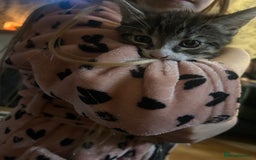Domestic Shorthair cats for sale: BEAUTIFUL KITTENS FOR SALE, READY TO GO 29th AUG - Image 8