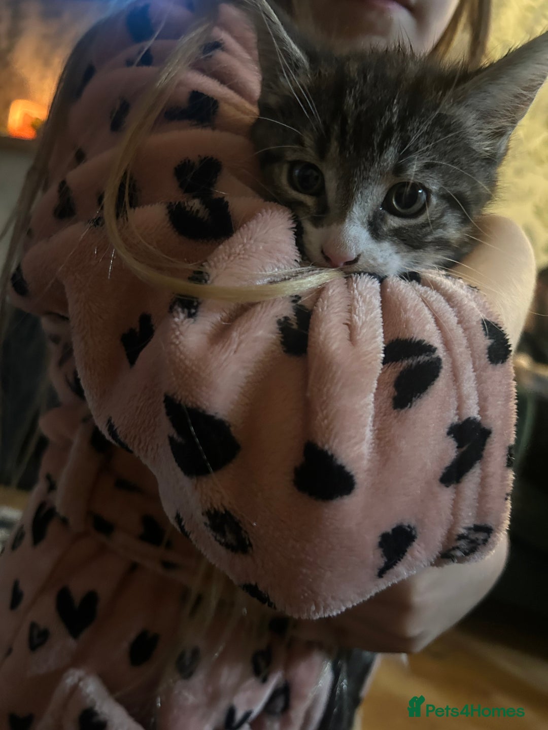 Domestic Shorthair cats for sale: BEAUTIFUL KITTENS FOR SALE, READY TO GO 29th AUG - Image 8