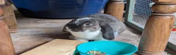 English Lop rabbits for sale: Lovely lop rabbits for sale in Melton Mowbray - Advert 3