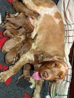 Cockapoo dogs Stunning Red F1 Cockapoo’s - Advert 2