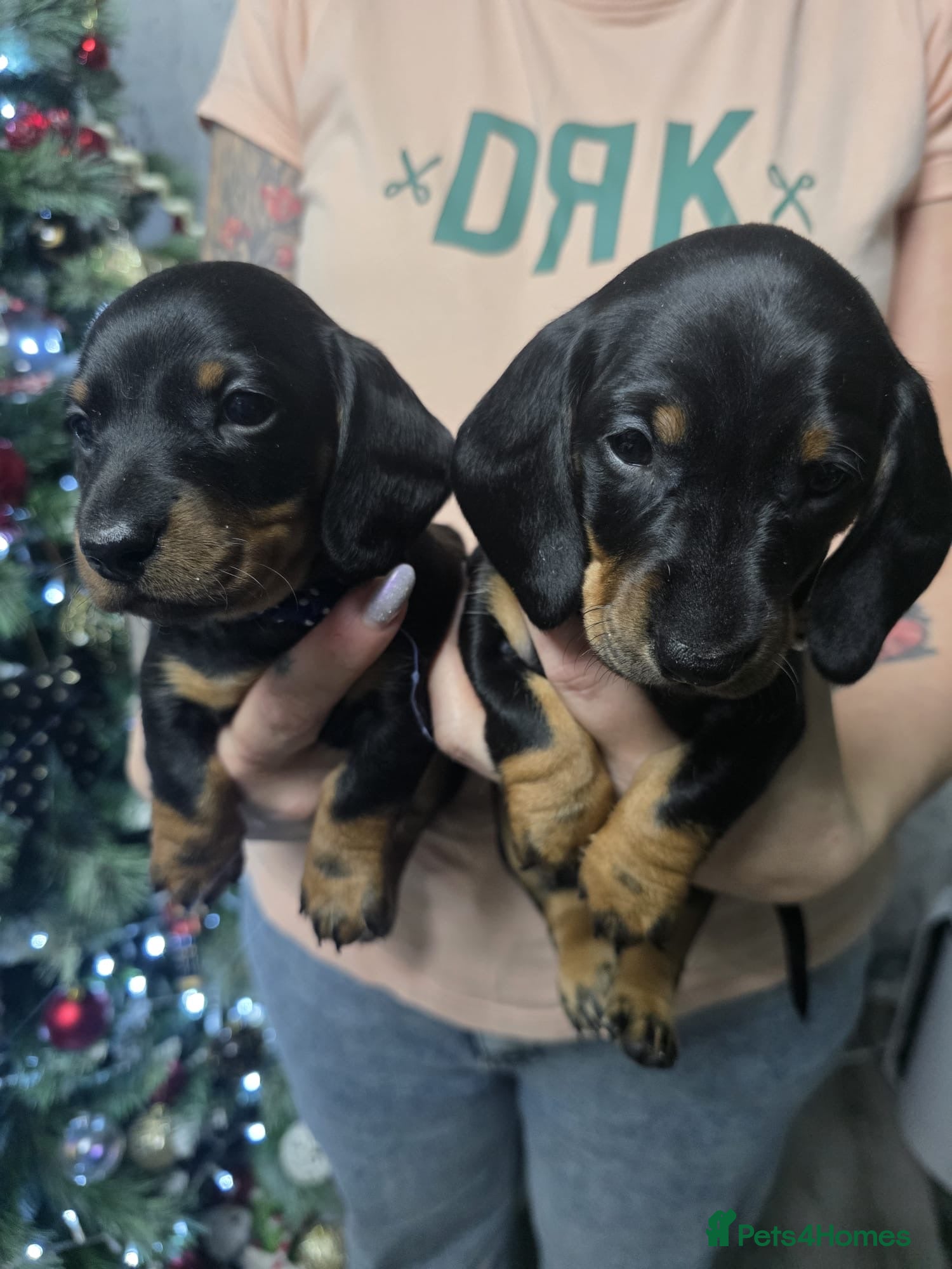Dachshund dogs 4 Kc registred standard dachshund puppies  - Advert 7