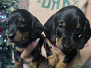 Dachshund dogs 4 Kc registred standard dachshund puppies - Advert 7