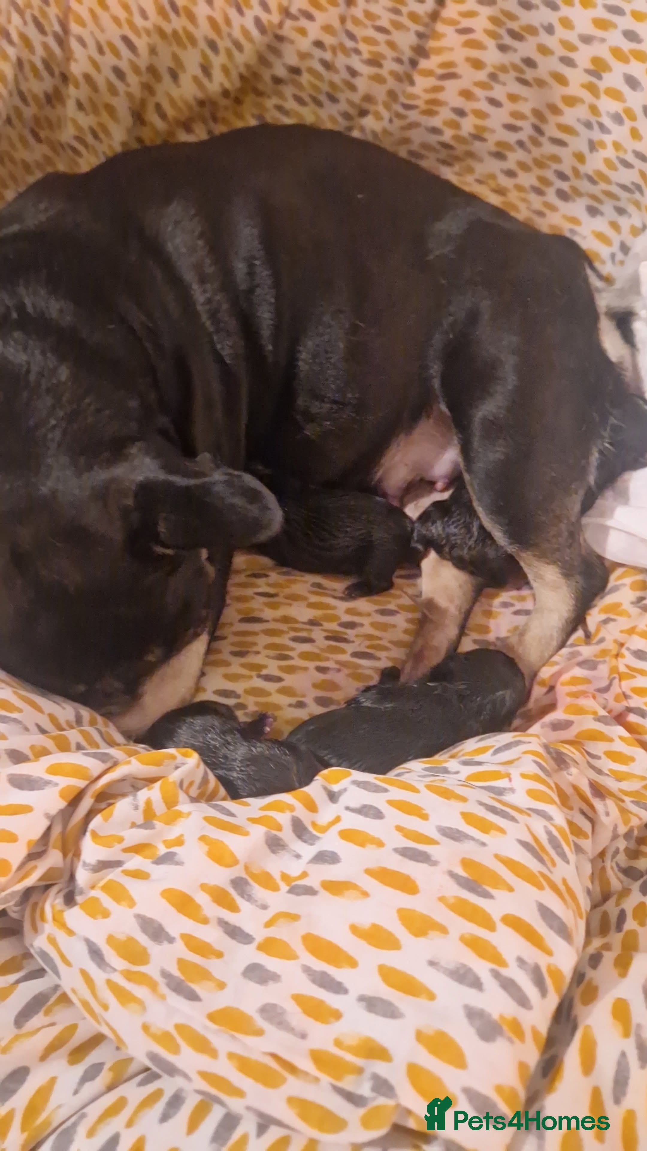 French Bulldog dogs Frenchie pups - Advert 1