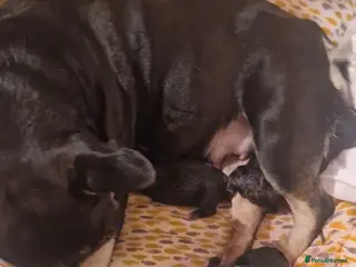 French Bulldog dogs Frenchie pups - Advert 1