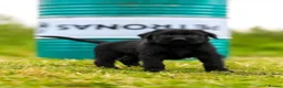 Giant Schnauzer dogs for sale: Working line Giant schnauzer puppies - Advert 8