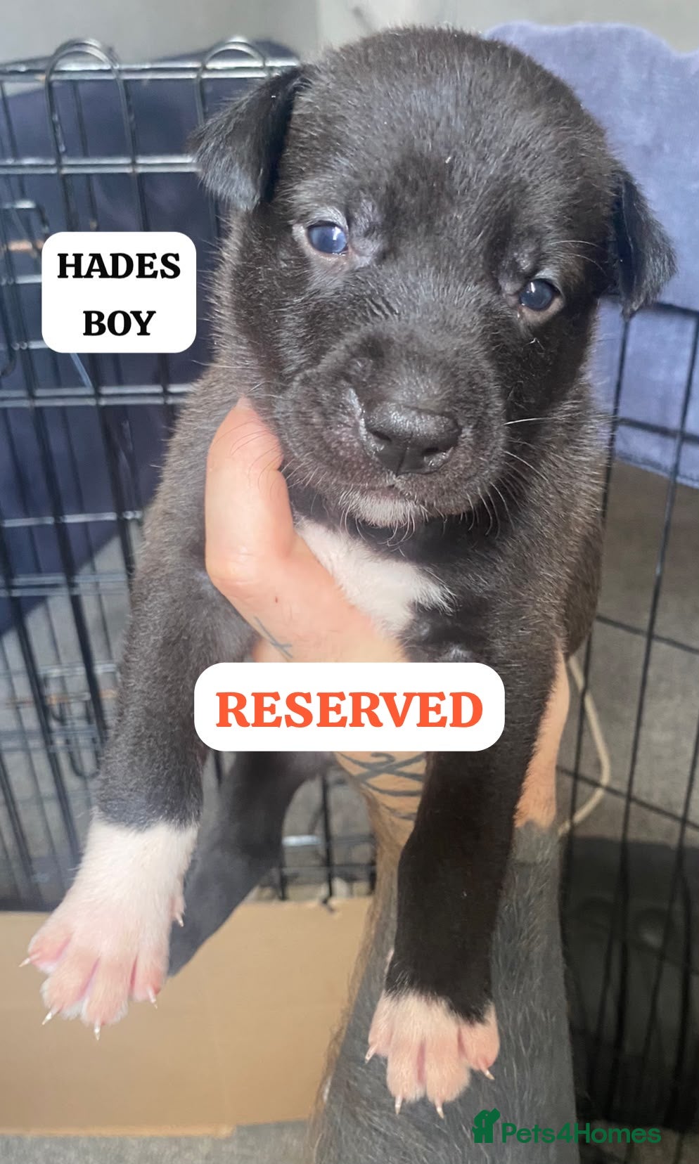 Mixed Breed dogs PRESKY PUPPIES - LAST BOY REMAINING *REDUCED* - Advert 2