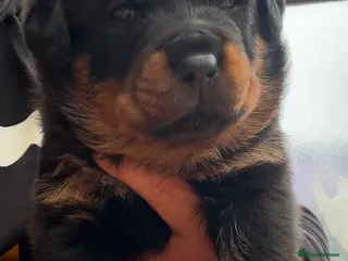 Rottweiler dogs Pure Rottweiler 1 boy and 1 girl remaining - Advert 1