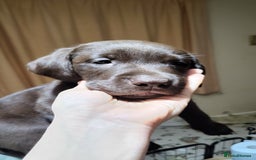 Labrador Retriever dogs for sale: Chocolate Labrador boy - absolutely perfect  - Advert 2
