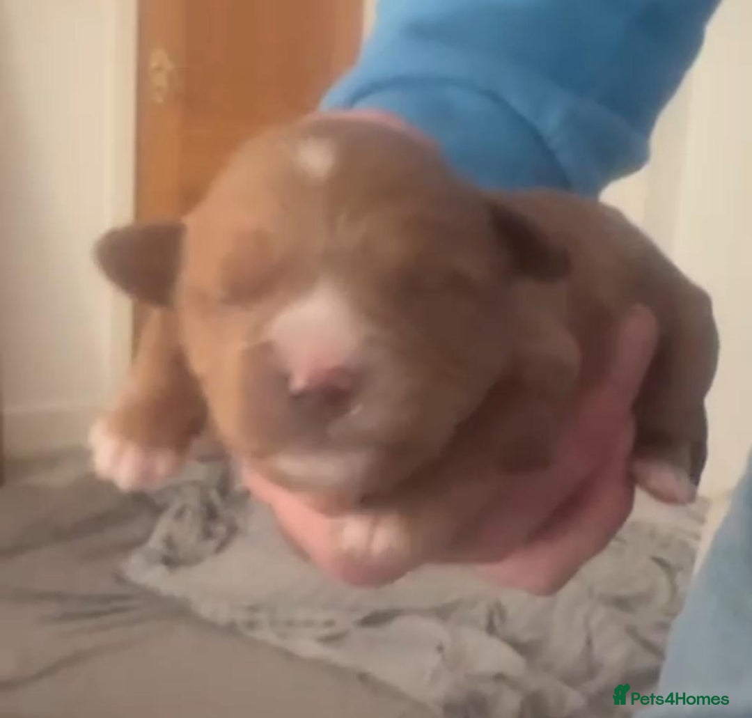 Cavapoochon dogs for sale: Cavapoochons for sale   - Advert 11