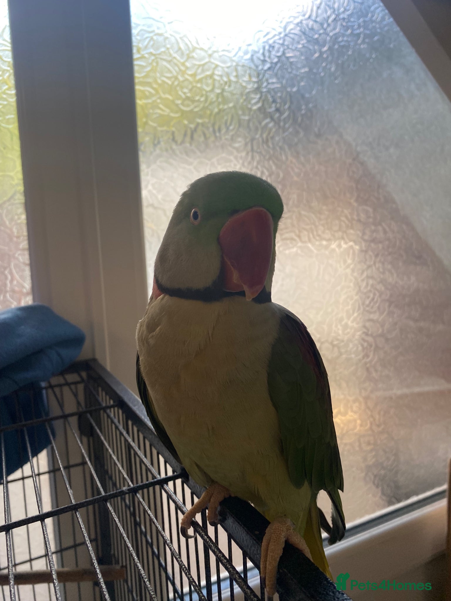 Parakeets birds for sale:  Alexandrine Parakeet (can speak) + cage + food in Newport - Advert 1