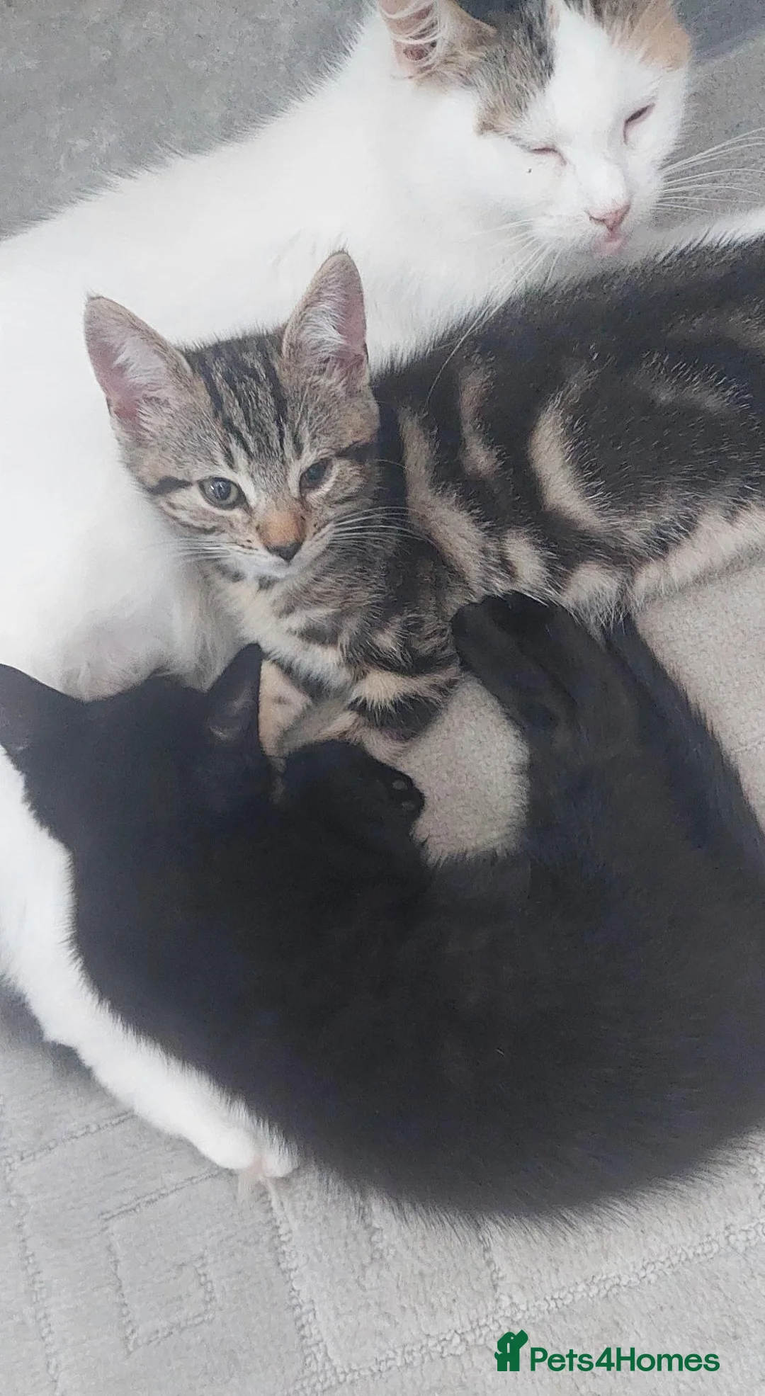 Mixed Breed cats for sale: 2 kittens girls - Advert 2