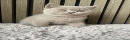 British Shorthair cats for sale: ✨Stunning Lilac  British Shorthair GCCF ✨ - Advert 19
