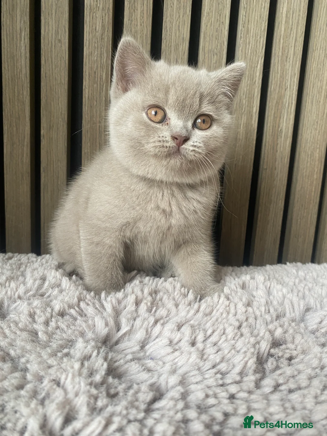 British Shorthair cats for sale: ✨Stunning Lilac  British Shorthair GCCF ✨ - Advert 19
