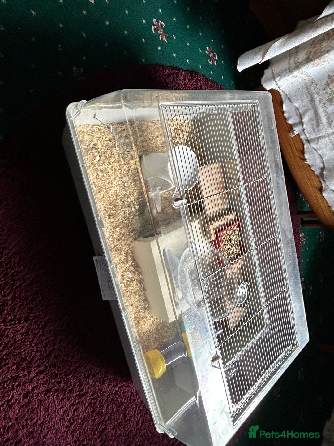 Gerbil rodents for sale: Male Gerbils - Image 3