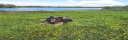 German Shepherd dogs for stud: German Shepherd Stud - Advert 1