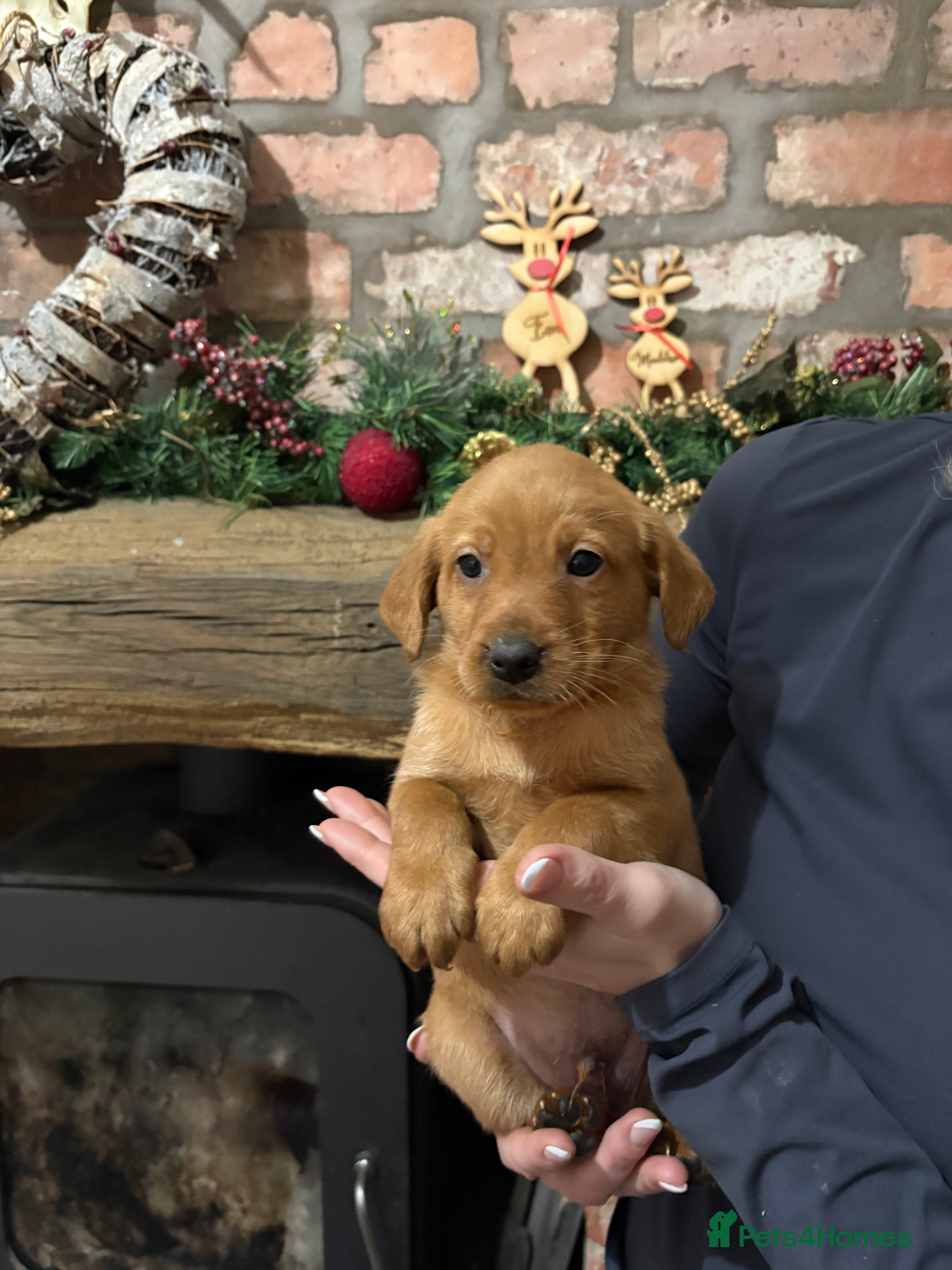 Labradoodle dogs Fully Health Tested Labradoodles F1B Deep Fox Red  - Advert 1